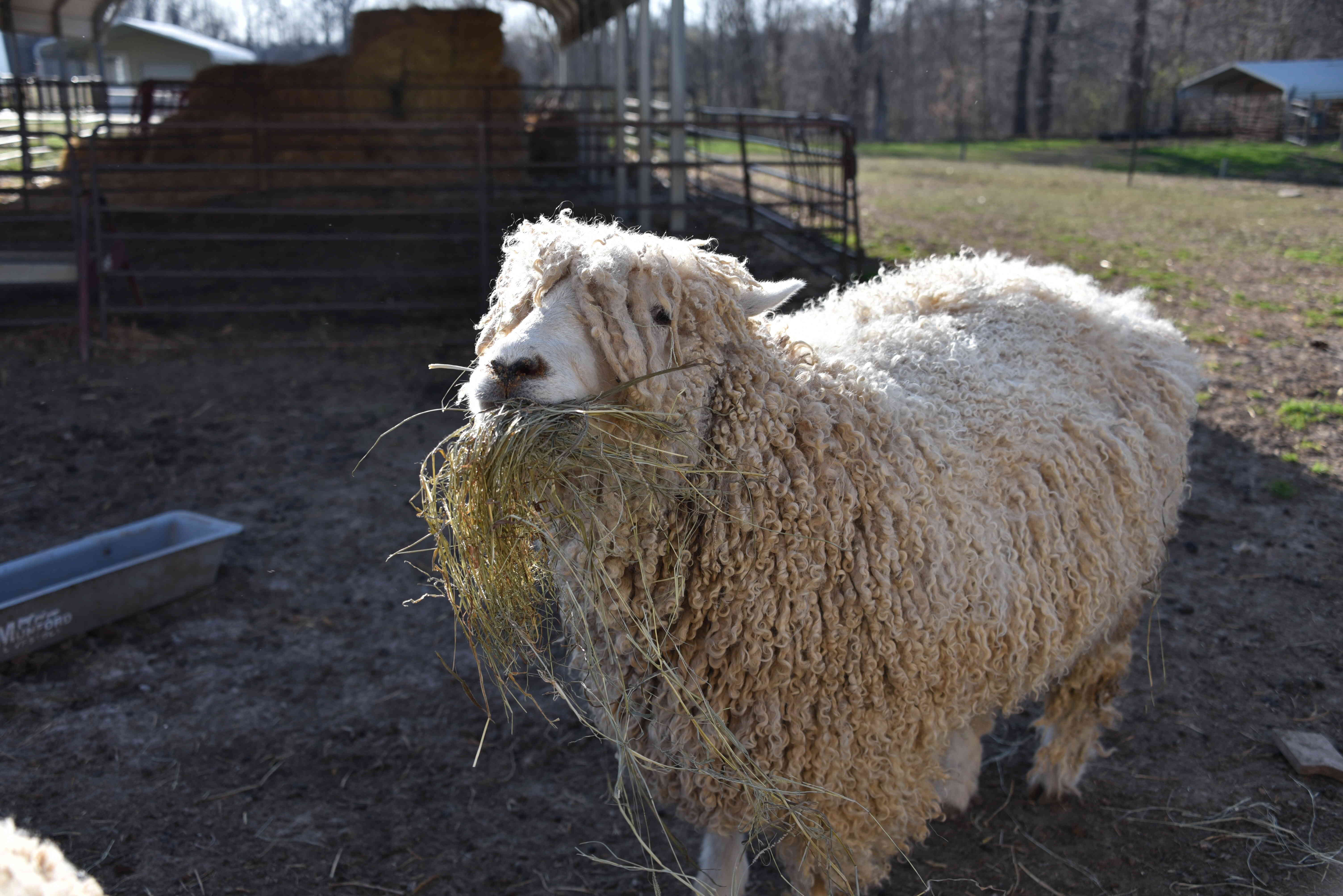 munford livestock sheep 2